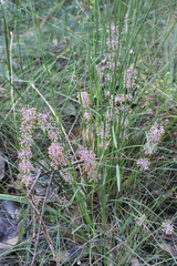 Lomandra multiflora multiflora