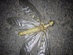 Protohermes grandis
