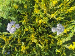 Aspalathus ericifolia