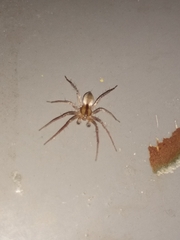 Arachosia praesignis