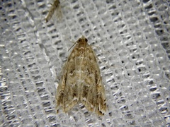 Elophila turbata