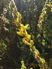 Aspalathus ericifolia