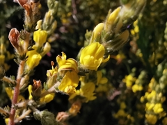 Aspalathus ericifolia