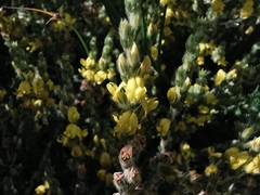 Aspalathus ericifolia