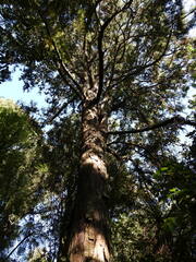 Dacrydium cupressinum