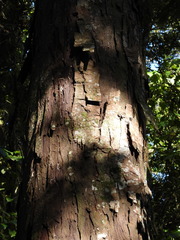 Dacrydium cupressinum