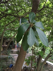 Lindera megaphylla