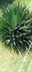 Agave angustifolia