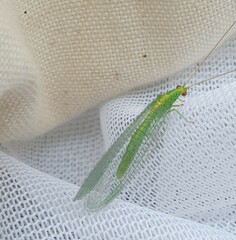 Apertochrysa edwardsi