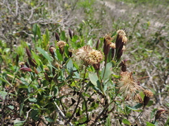 Porophyllum obscurum