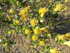 Pegolettia retrofracta