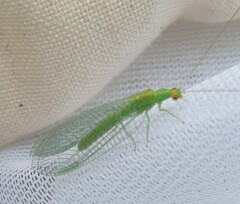 Apertochrysa edwardsi