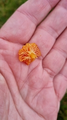 Hygrocybe insipida