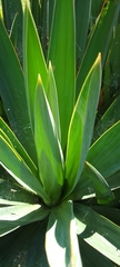 Agave angustifolia