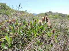 Porophyllum obscurum