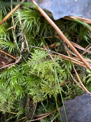 Hylocomium splendens