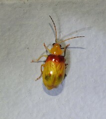 Monolepta australis