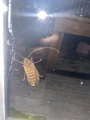 Prionoplus reticularis