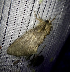 Peridea gigantea