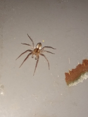 Arachosia praesignis