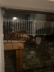 Prionoplus reticularis