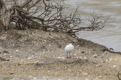 Charadrius ruficapillus