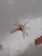 Arachosia praesignis