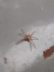 Arachosia praesignis