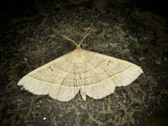 Paracolax trilinealis