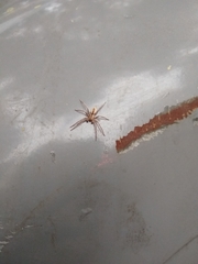 Arachosia praesignis