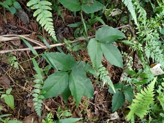 Tetrastigma hemsleyanum