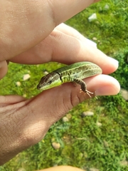 Podarcis waglerianus