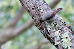 Daphoenositta chrysoptera