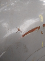 Arachosia praesignis