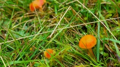 Hygrocybe insipida