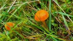 Hygrocybe insipida