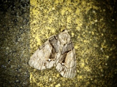 Chytonix albonotata