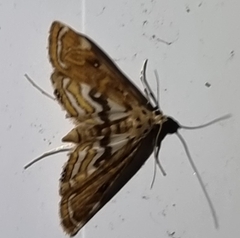 Acentropinae