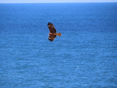 Milvus migrans lineatus
