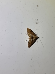 Acentropinae