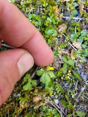 Ranunculus foliosus
