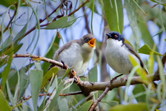Melithreptus lunatus