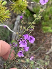Prostanthera