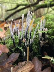 Xylaria hypoxylon