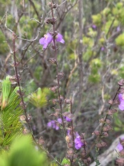 Prostanthera