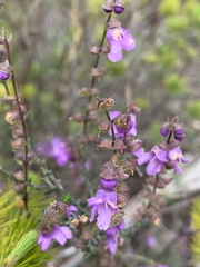 Prostanthera