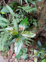 Aidia cochinchinensis