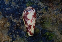 Conus episcopatus