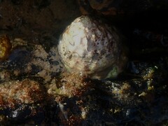 Astralium tentoriiforme