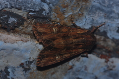 Mniotype occidentalis